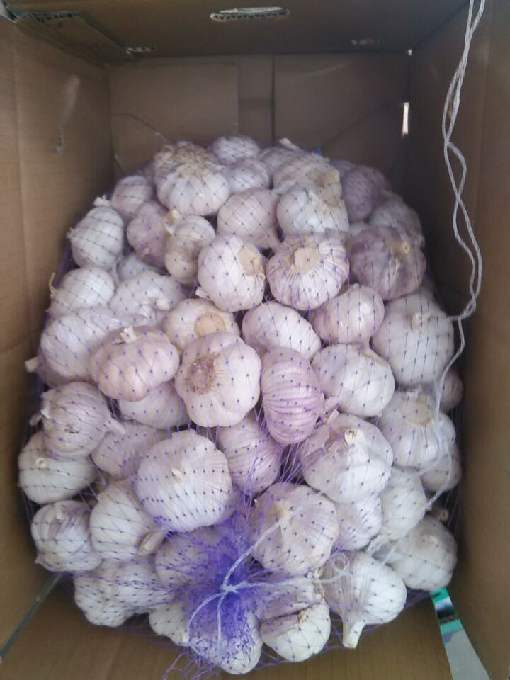 Laiwu 5.5 natural white fresh garlic