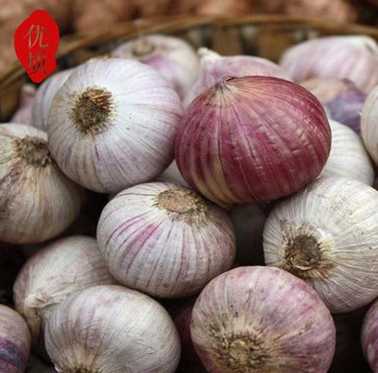 2017 new crop bulk garlic with competitive price