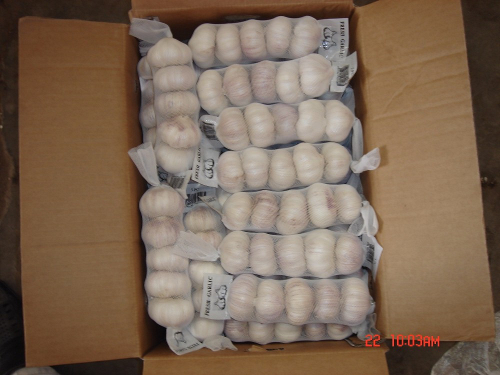 YUYUAN brand hot sail fresh garlic garlic packing