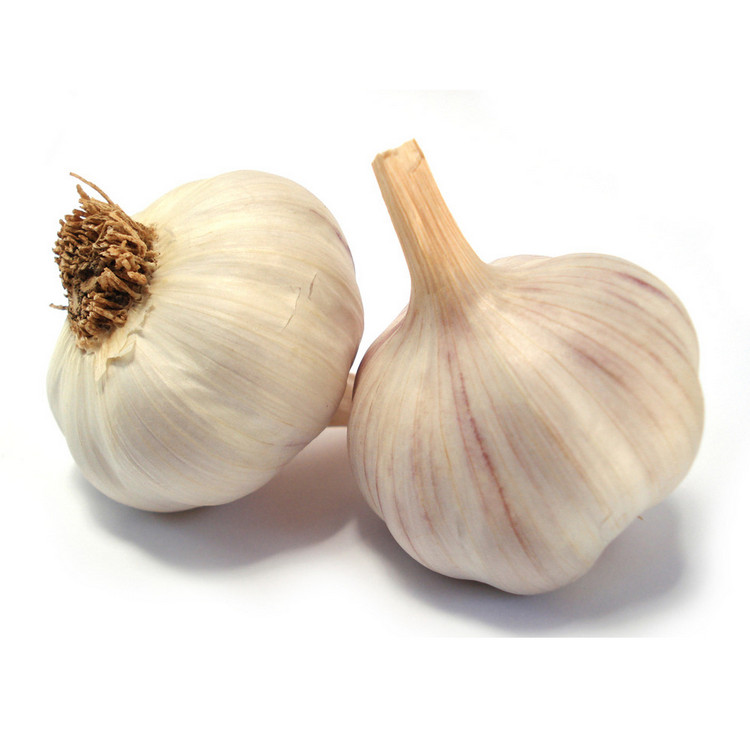 Most popular purity natural healthy indian garlic with high quality