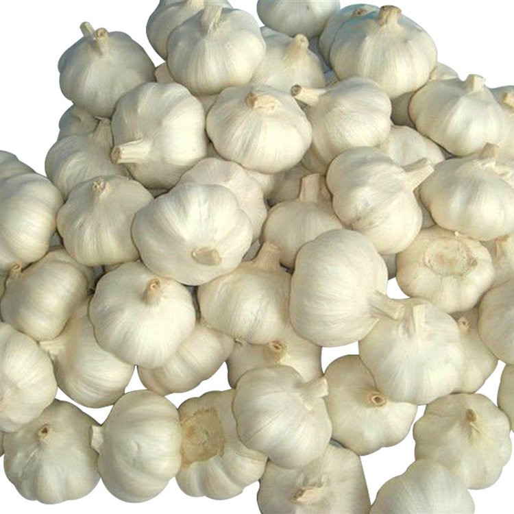 Specializing in the production of chinese high quality garlic for sale