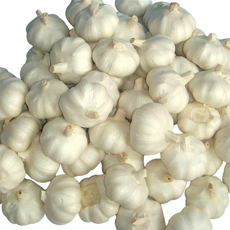 Professional supplier of garlic in brine exporter with competitive price