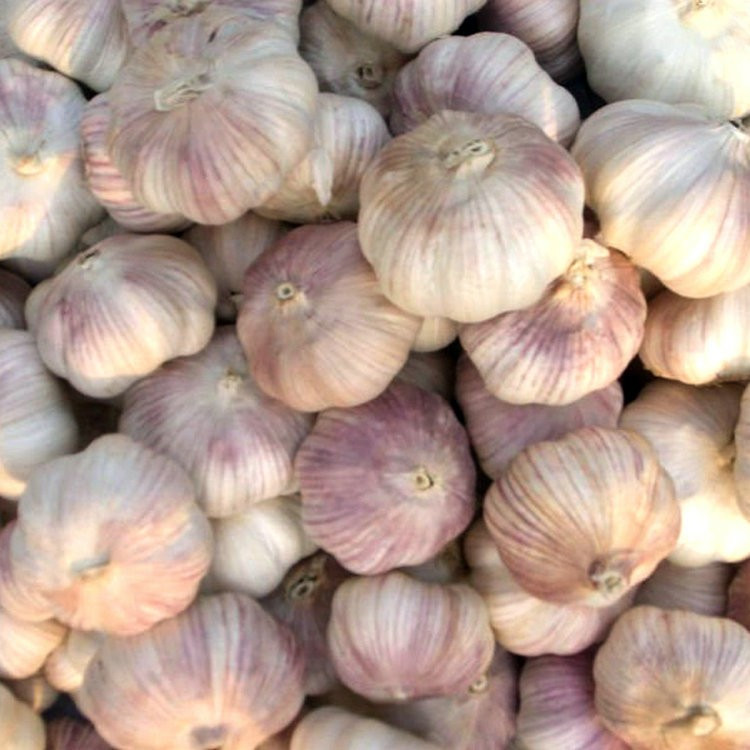 Good quality agricultural product snow white garlic with low price