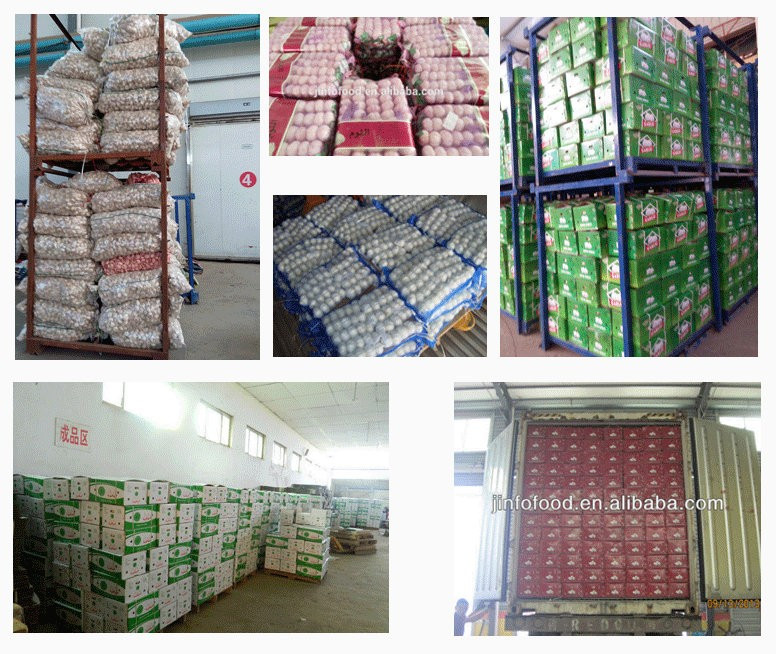 Professional supplier of agricultural product natural garlic with high quality