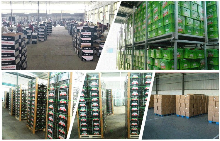 Manufacturer directly supply purity natural garlic new arrival for sale