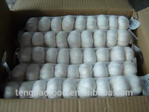 New Crop 5cm-6.5cm pure white and normal white fresh garlic