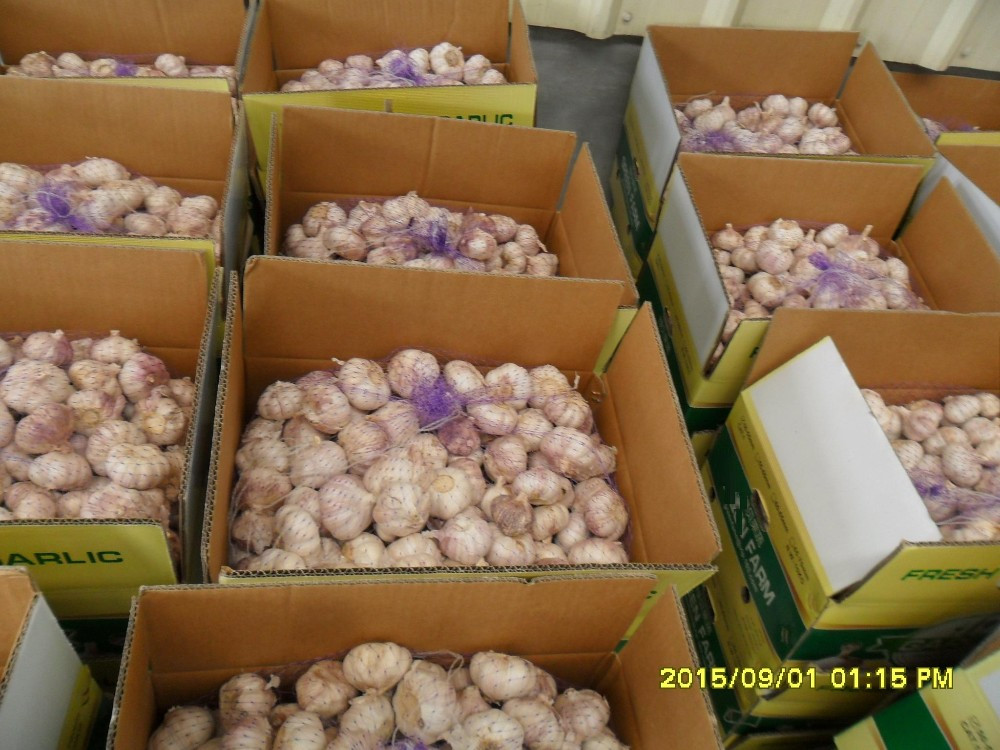 All the Year Supply Fresh Garlic
