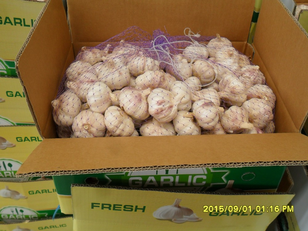 Export Fresh Garlic All Year Around