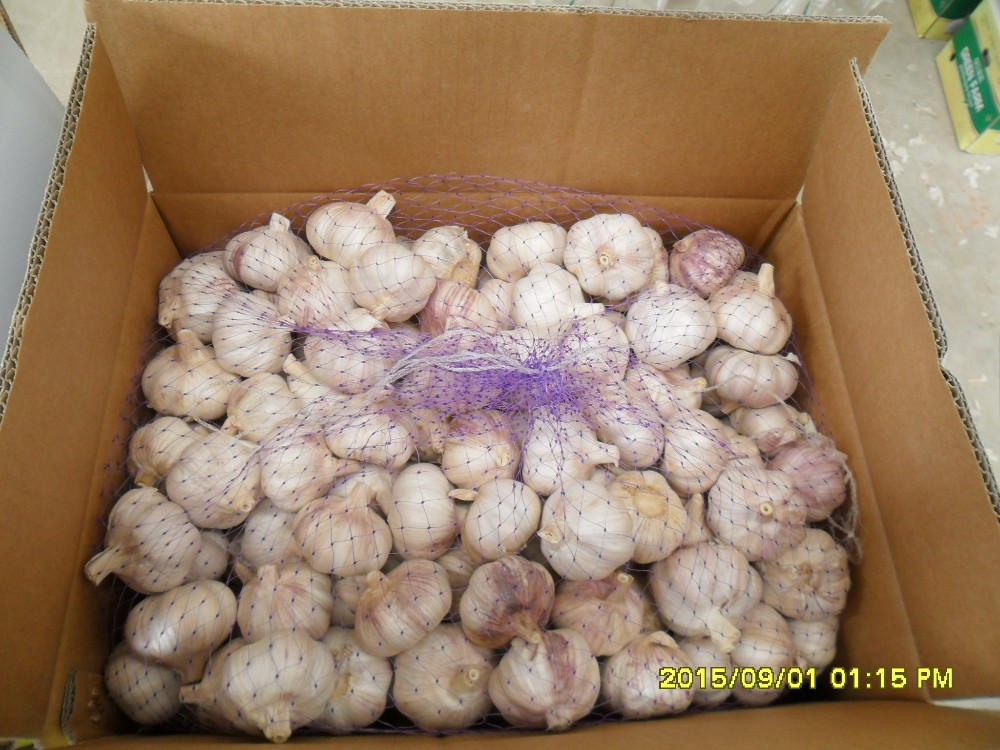 Fresh White Garlic with Carton Packing