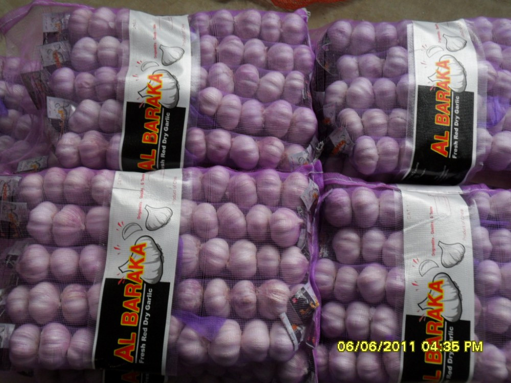 Fresh Garlic manufacturer from China