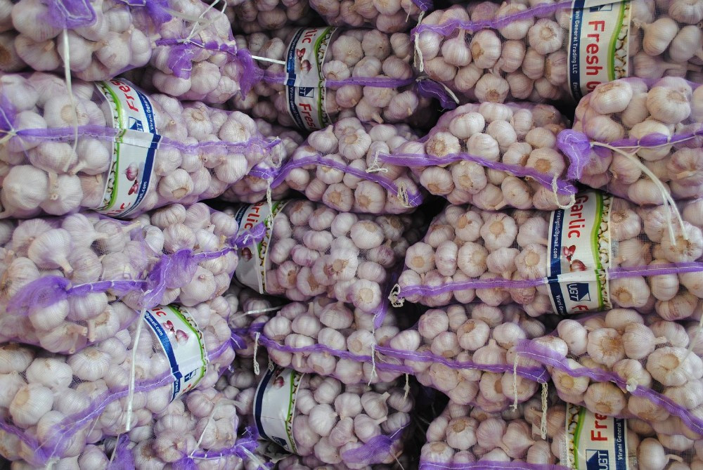 Fresh Garlic in Low Price