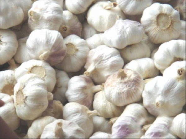 normal white Garlic(new crop)