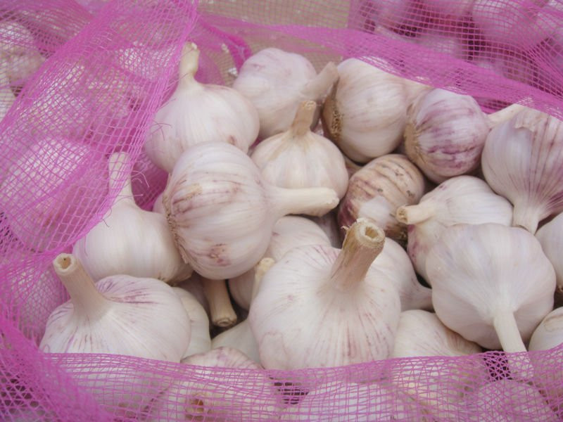 fresh new garlic
