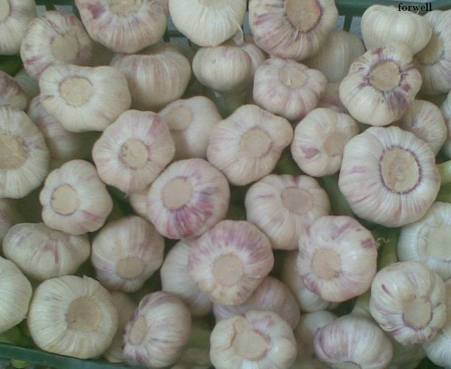 Common Cultivation Type and ISO 9001 Certification DRY & FRESH white garlic