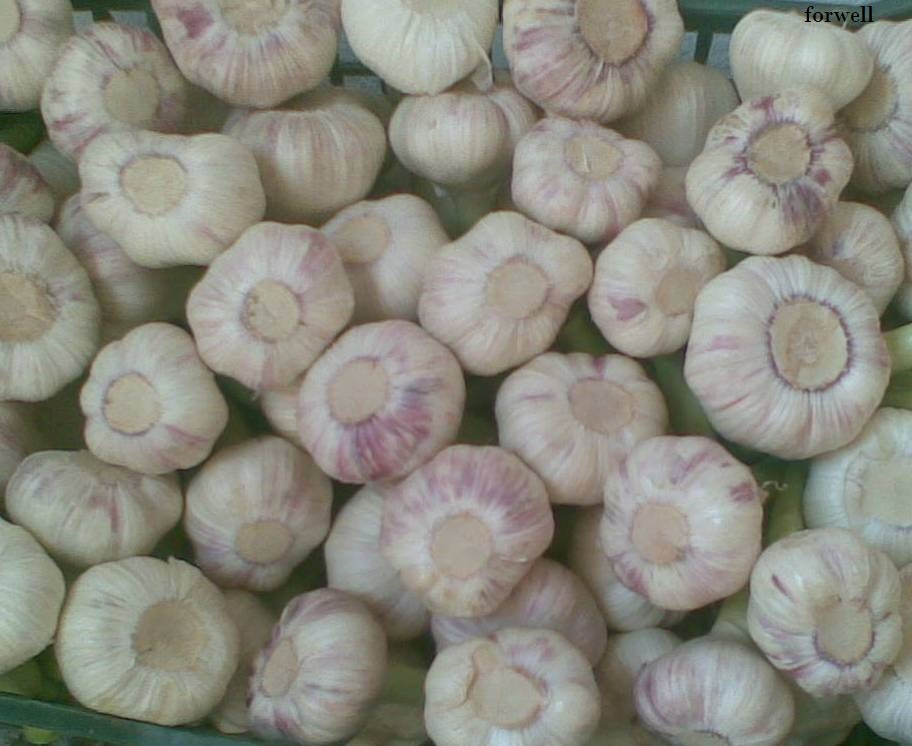 promotion Best Price Natural Chinese Fresh Red / white Garlic 2017