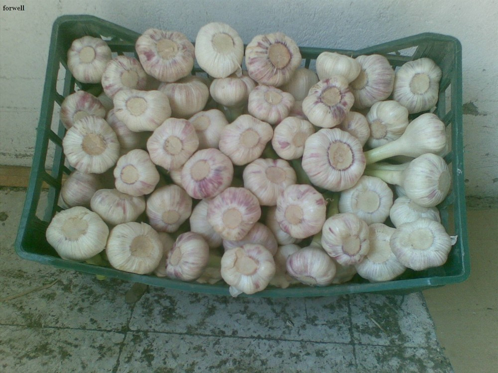 Egyptian fresh garlic (Red, White) for export