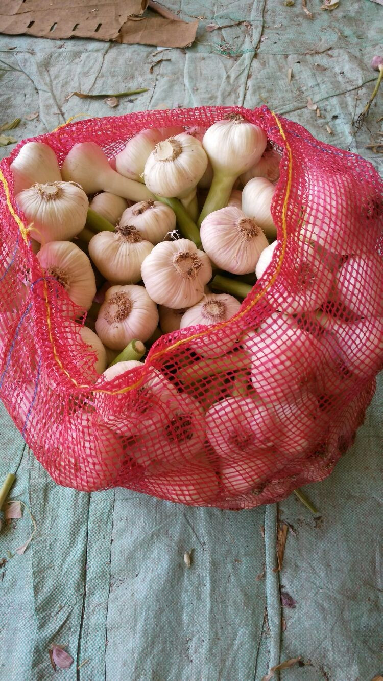 Egyptian fresh garlic (Red, White) for export