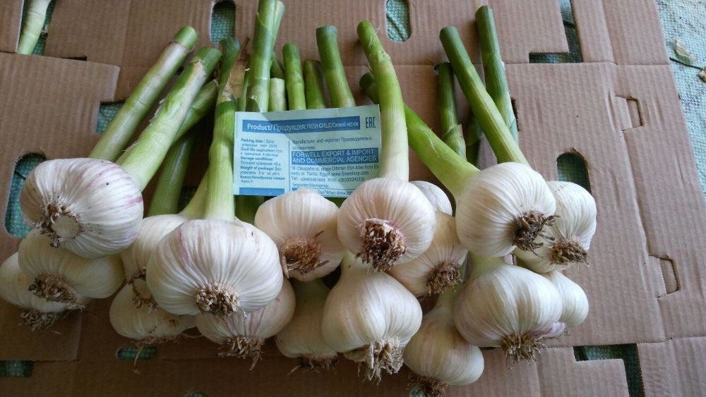 Egyptian fresh garlic (Red, White) for export