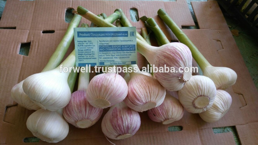 Forwell high quality Garlic New Season