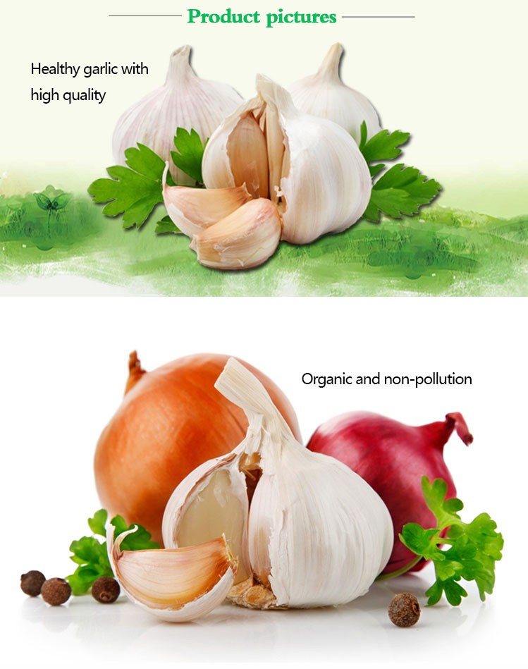 Iqf organic pure white garlic Manufacturers