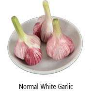 Fresh new crop white garlic
