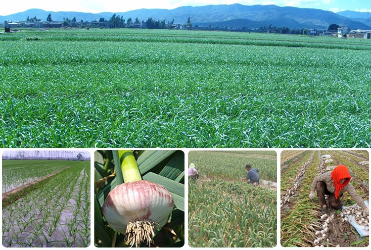 New crop garlic cloves in brine