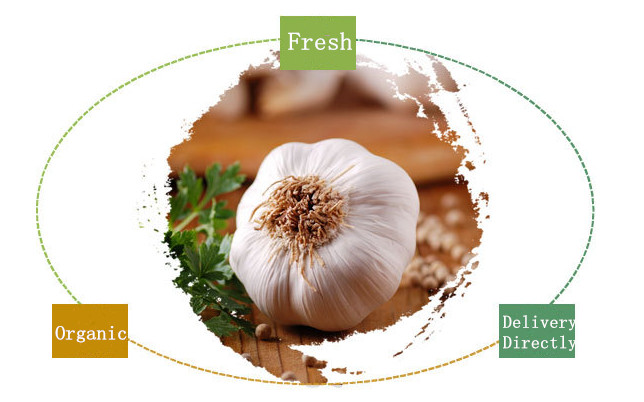 Fresh vegetable high quality white garlic wholesale