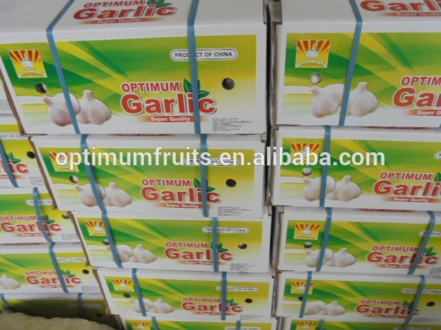 China garlic factory super garlic best price