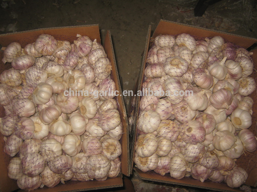 2017 Best price high quality solo fresh garlic
