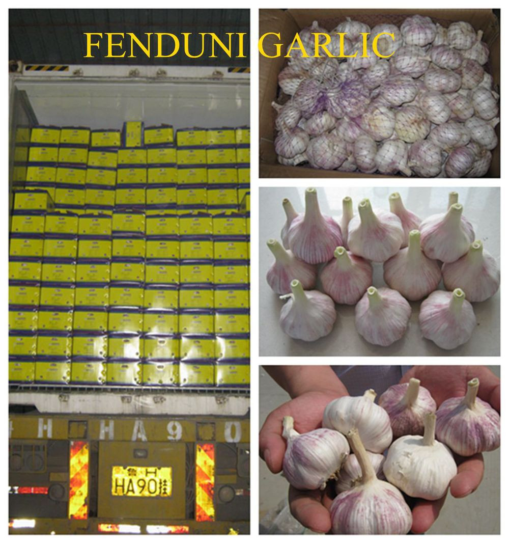 chinese supplier 50mm+ Fresh Garlic to global market