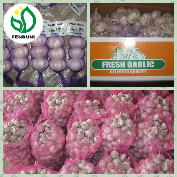 chinese supplier 50mm+ Fresh Garlic to global market