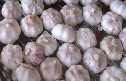 fresh white garlic