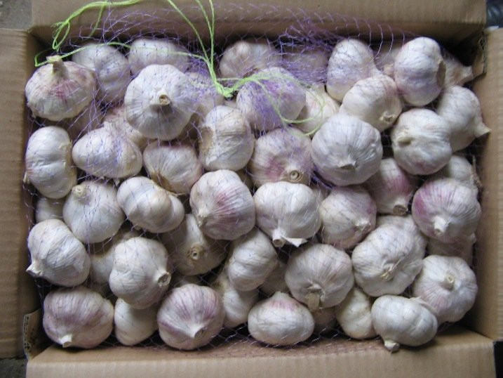 jinxiang garlic new crop