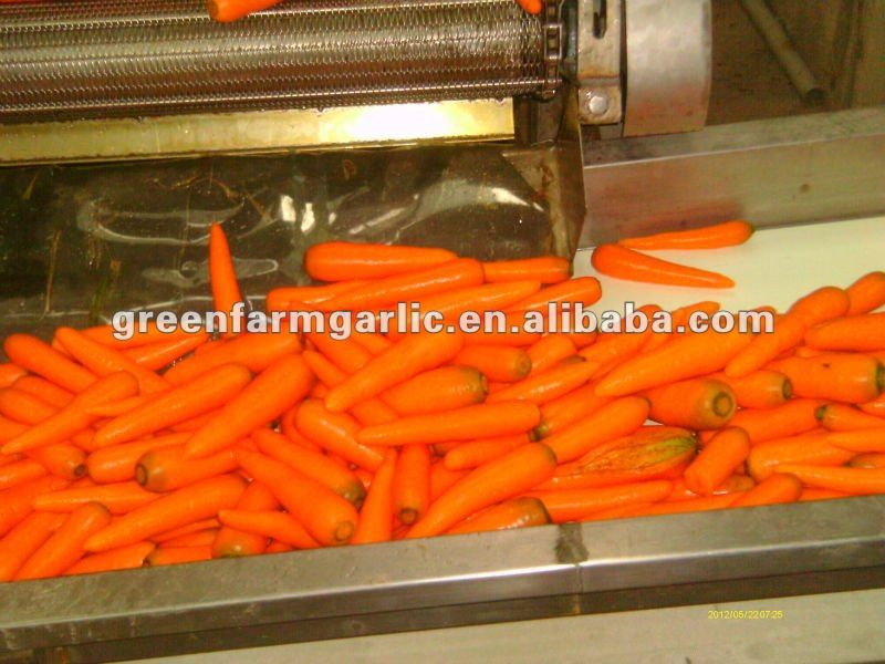 fresh carrot factory