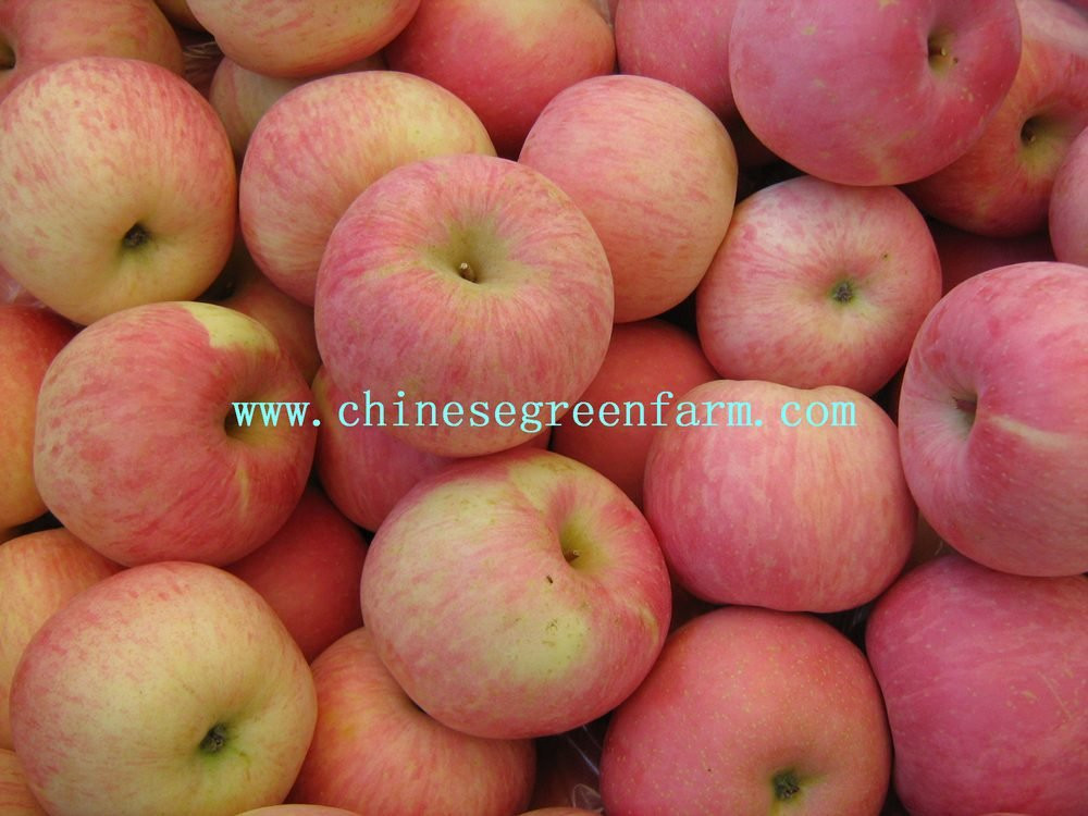 Greenfarm Fresh red fuji apple in Shandong,China