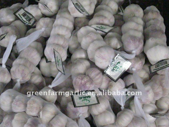 fresh white garlic and red garlic in jinxiang