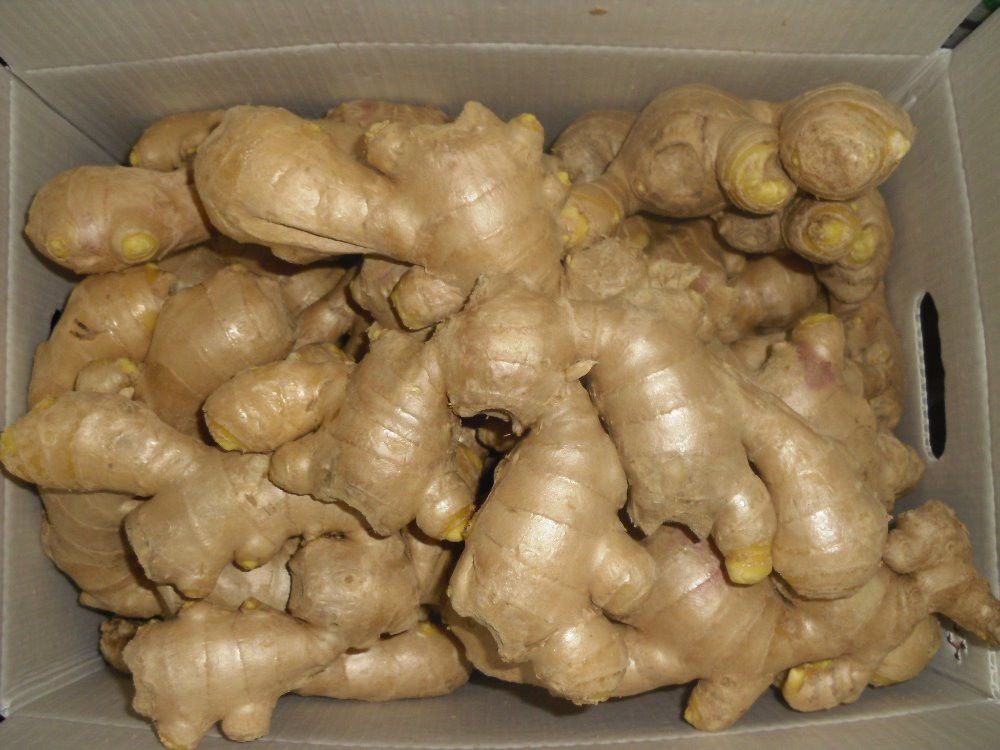 Chinese Fresh Ginger Price Wholesales