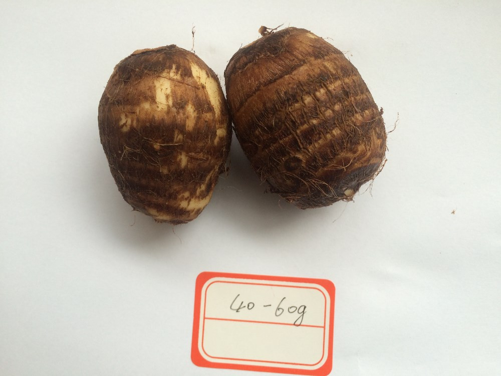 The Cheapest Price of Fresh Taro From China ----High Quality