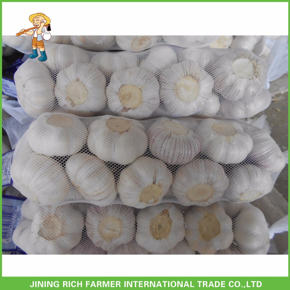 High Qulity And Good Price Fresh Normal White Garlic 5.0cm /5p In 10 kg Carton For Russia