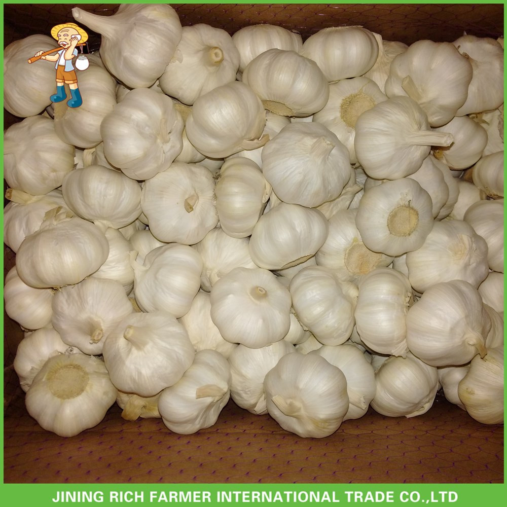 Hot Sale Jinxiang Fresh Red Garlic High Quality Cheapest Price 5.0CM