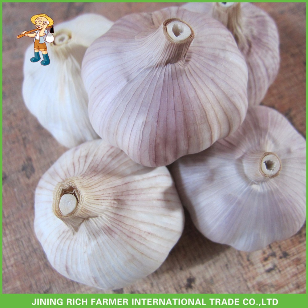 Fresh Normal White Garlic 5.5CM In 10KG Carton For Brazil Cheapest Price High Quality