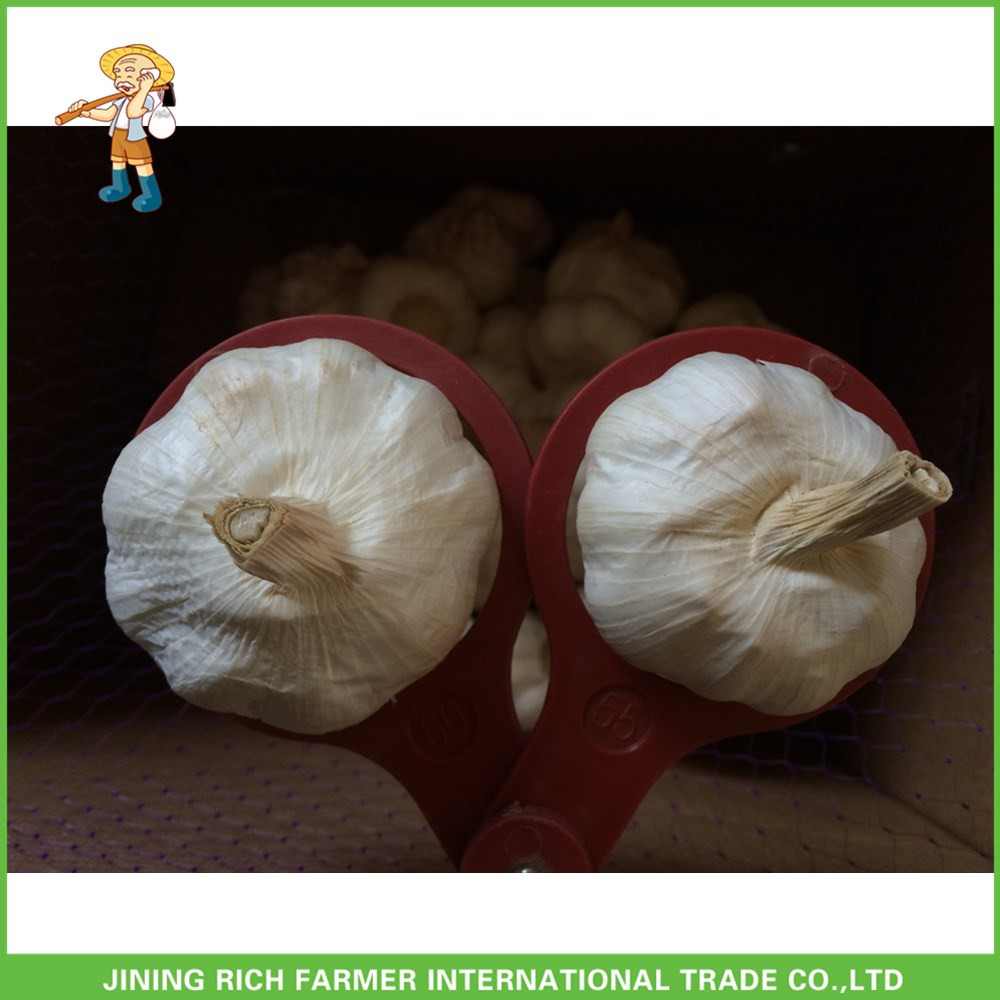 Fresh Pure White Garlic 5.0 cm In 10kg Carton For Egypt Cheapest Price High Quality
