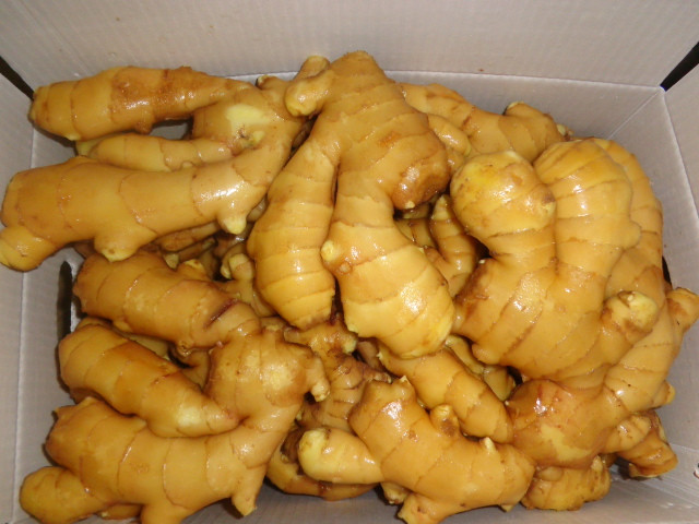 High Quality 150g Fresh Ginger In 6kg Pvc Carton For Dubai