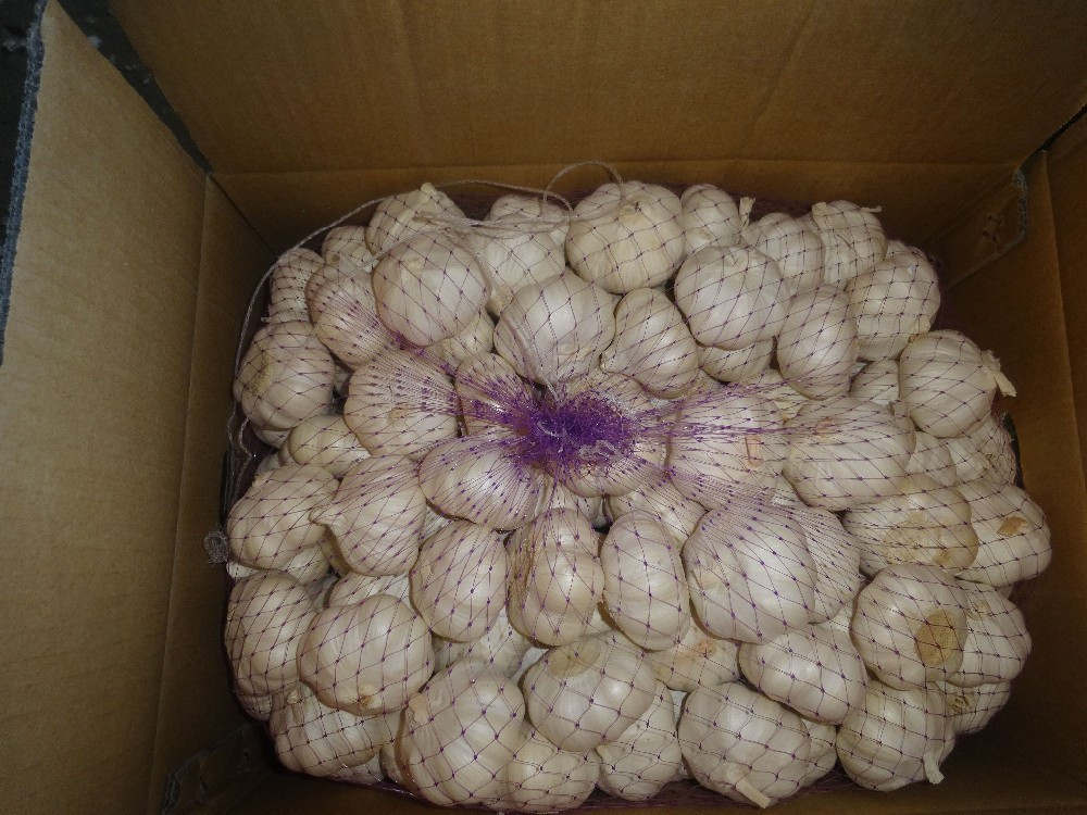 new chinese natural fresh garlic