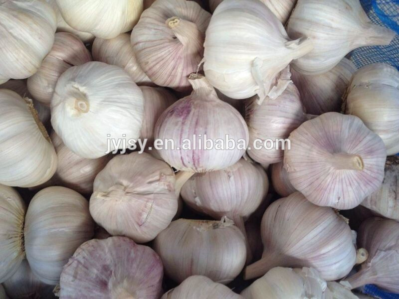 fresh garlic in 2014