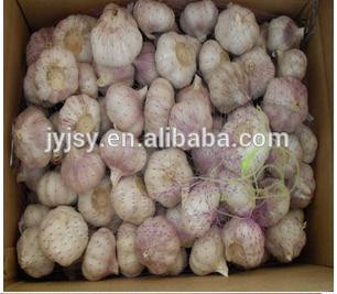 2014 fresh garlic from China jinxiang city