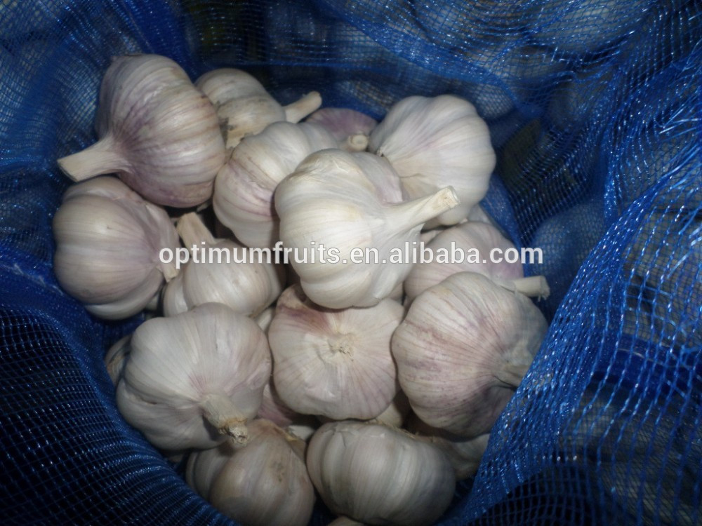 segar bawang putih garlic price