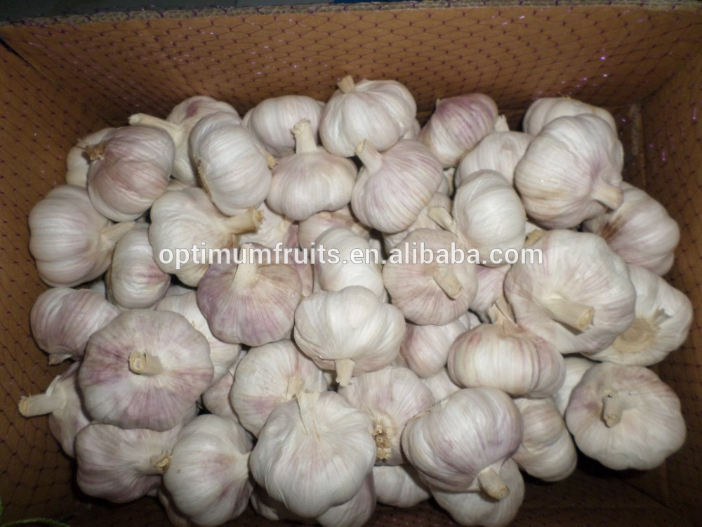 Shandong fresh purple / normal white garlic 5.5cm garlic price