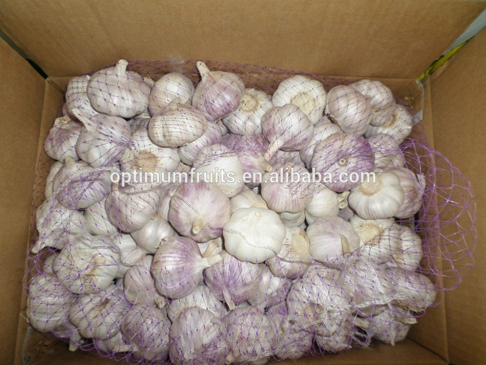 Shandong fresh purple / normal white garlic 5.5cm garlic price