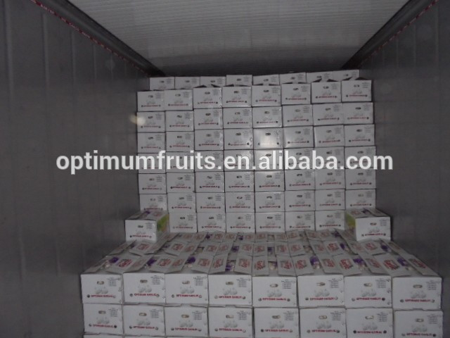 China new harvest fresh purple garlic price for export